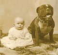 .............baby.bulldog.wc.cca.1892.H.Walker.thub